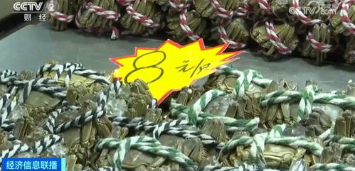 金華正大量上市，價格大跳水！水產品批發需注意這些問題